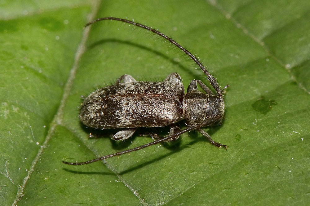 Exocentrus adspersus